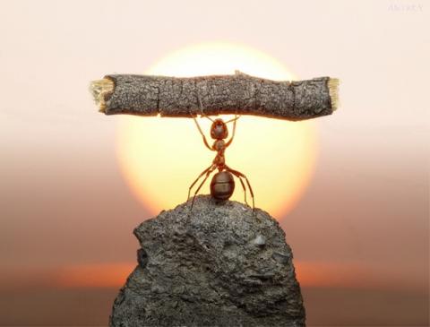ant
